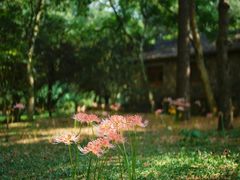 -杭州植物园