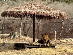 -沈阳森林动物园