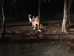 -清迈夜间动物园