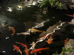 -广州白天鹅宾馆