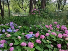 -西湖风景区-江洋畈生态公园