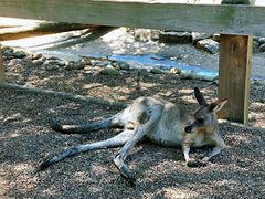 -费瑟代尔野生动物园