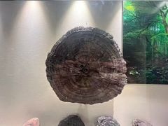 -广东中医药博物馆