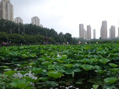 -前关湿地公园