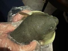 -肆月河豚·淮扬菜·湘菜(华天店)