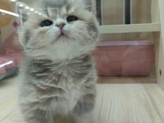 -momokira米努特·德文卷毛猫·棉花面纱犬