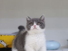 -lincat·猫舍(广州店)