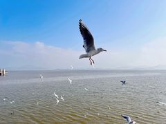 -深圳湾公园(南山区)