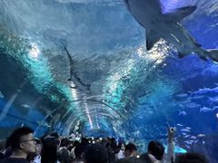 -海合安武汉极地海洋公园