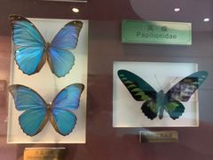 -上海昆虫博物馆