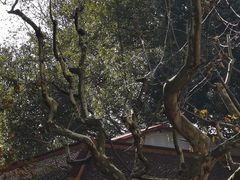 -上海宋庆龄故居纪念馆