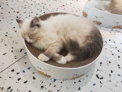 -喵喵咪呀布偶猫咖(春熙路店)