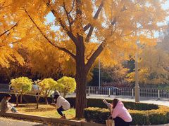 -三里屯东五街银杏大道