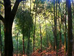 android_upload_pic-广州市石门国家森林公园