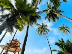 -东郊椰林