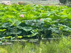 -长春市南湖公园