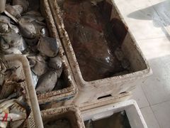 -四海蒸鲜蒸汽海鲜自助(北戴河店)