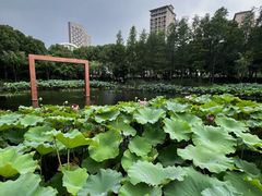 -陈家山荷花公园