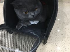 -伟伟宠物医院·CT影像中心·瑞派犬猫综合性门诊(汉口总院)