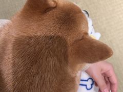 -逗柴咖啡屋·狗咖猫咖宠物桌游
