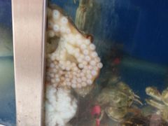 -宾朋海鲜特色美食餐厅·纯手工鲅鱼水饺(兴海路店)