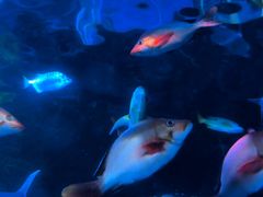 -太平洋海底世界