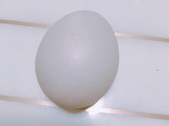 鸡蛋-台湾海鲜馄饨王