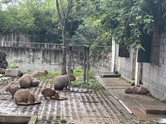-合肥野生动物园