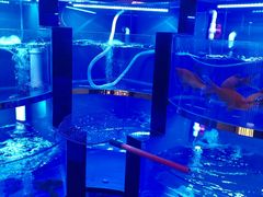 -虾神於氏龙虾·小龙虾(江宁旗舰店)