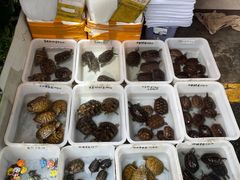 -清平路水族市场