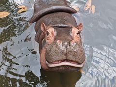 -海南热带野生动植物园
