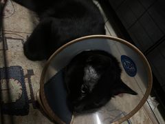 -萌兽医馆·犬猫专科·眼科中心·宠物医院(朝阳门分院)