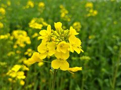 -三圣花乡旅游区