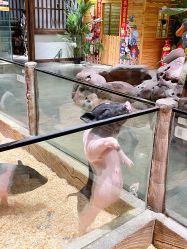 -造物庄园 萌宠纪(苏州湾歌林公园店)