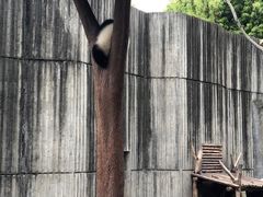 -中国大熊猫保护研究中心雅安碧峰峡基地