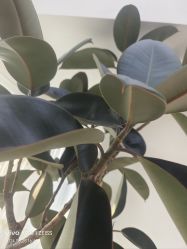 -HEYAN荷妍专业脱毛连锁机构
