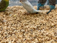 -怪兽屋·羊驼·猫咖·狗咖(俊华广场店)