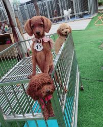 -萌宠亲子动物乐园(槐房万达店)