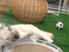 -袖虎·猫馆(体育西路店)