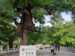 -北陵公园