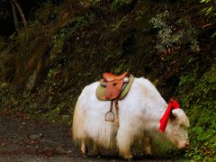 -叠溪松坪沟景区