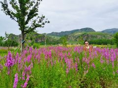 -御道口草原森林风景区