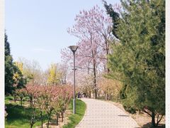 -大兴滨河森林公园