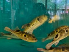 -天正河鲀·河豚亭(大连店)