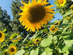 -朝阳公园游乐园