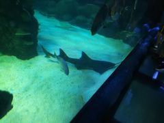 -悉尼海洋生物水族馆
