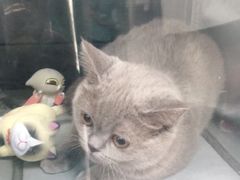 -申普宠物医院·心脏介入·心血管微创(总院)