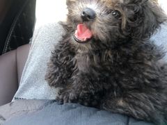 -翊宠yipet猫狗购宠庄园犬舍•猫舍