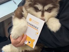 -子乐宠物医院