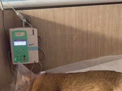 -北京观赏动物医院·24小时大型综合·猫专科·异宠专科